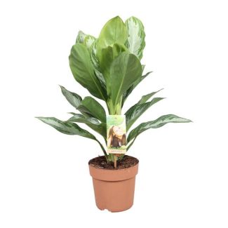 Chinese Evergreen - Aglaonema Silver Bay - 55 cm - Plant binnen
