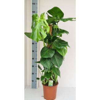 Gatenplan met Mosstok,, Groene Kamerplant, Tropisch,  Monstera Deliciosa - Ø19cm - ↕80cm