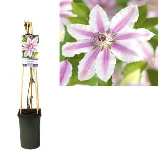 Clematis, Kleur Wit met rose, Klimop, Clematis 'Nelly Moser', 17cm -↕75cm