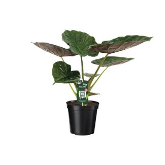 Olifantsoor , Alocasia Wentii, Groene Plant, Tropisch, Ø19cm - ↕70cm