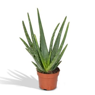 2 Stuks Aloe Vera,  Ø12cm - ↕40cm, Groene Plant,  Medicinale eigenschappen