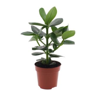 Handtekeningboom / Handtekeningplant - Groene toevoeging aan binnenruimtes 60 cm  Ø12cm