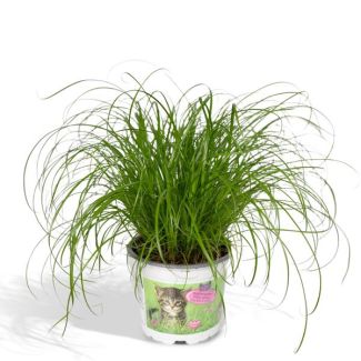 4x Kattengras 20 cm hoog - 4 kattengras planten met potdiameter Ø12cm - kamerplanten