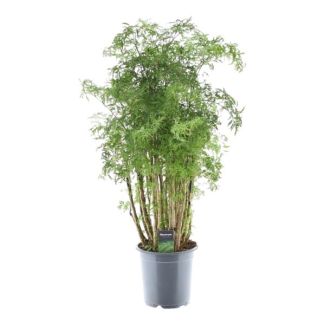 Exotische kamerplant Polyscias Hawaiiana Ming met opvallende Ming-vormige groei, 100 cm hoog, Ø24cm