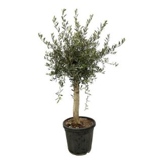 Olijfboom - Olea Lorc - Grijsgroene tuinplant - 180 cm hoog - Ø40cm - voor diverse buitenomgevingen