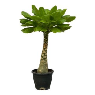Exotische kamerplant Birghamia Insignis (Hawaiiaanse Palmboom), 30 cm hoog, Ø12cm