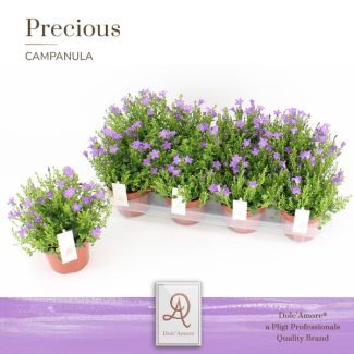 set van 4 Campanula P12 Dolc Amore® Steeketiket - Ø12cm - ↕22cm, klokjesbloem