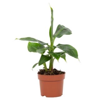 Musa Tropicana – Bananenplant – Ø12cm – ↕27cm