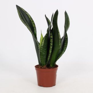 Vrouwentong, Slangenplant, rechtopstaand Groen Blad met zilverachtige strepen, Sansevieria Whitney 12cm - Ø12cm - ↕27cm