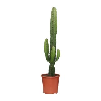 Euphorbia Acrurensis Cactus - 70 cm hoog - Woestijnachtige kamerplant Ø17cm