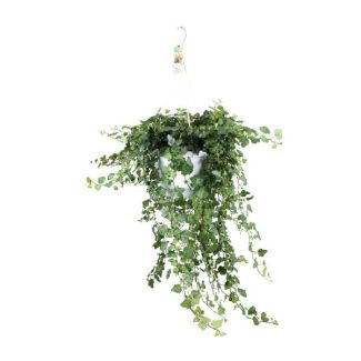 Klimop hangplant