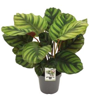 Pauwenplant