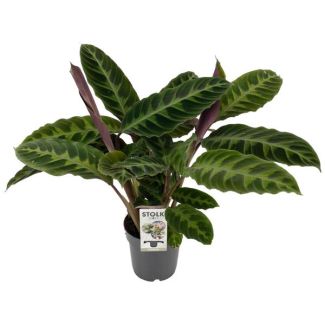 Pauwplant, Bladfluweel