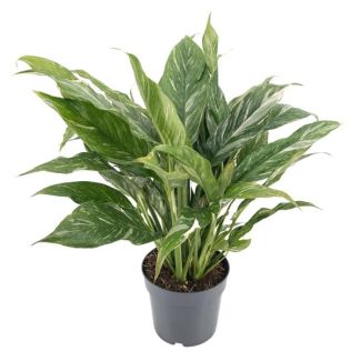 De Bontbladige sierplant ‘Diamond’, Groene Kamerplant, Diamond  Variegata - Ø14cm - ↕55cm