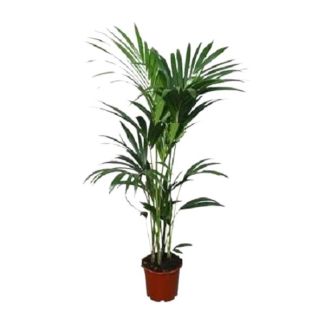 Kentia palm