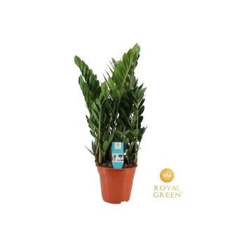 De glanzende ZZ plant, Groene Kamerplant, Zamioculcas 21cm - Ø21cm - ↕75cm