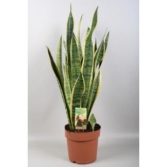 Makkelijke Groene Plant met gele randen - Sansevieria Laurentii ↕80cm - Vrouwentong