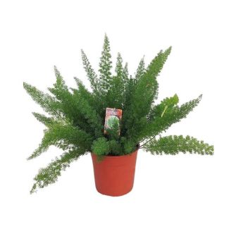 Asparagus D. Meyers - Opvallende kamerplant ca. 60 cm hoog Ø27cm - Sierplant
