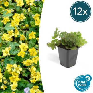 12 Suks GoudAardbei, Stralende Goudgele Bloemen,  Groenblijvende Bodembedekker,Waldsteinia Ternata - ↕10-25cm - Ø9cm