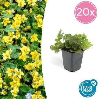 20 Suks GoudAardbei, Stralende Goudgele Bloemen,  Groenblijvende Bodembedekker,Waldsteinia Ternata - ↕10-25cm - Ø9cm