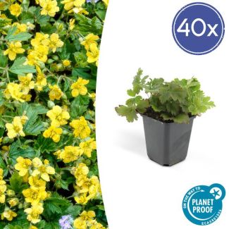 40 Suks GoudAardbei, Stralende Goudgele Bloemen,  Groenblijvende Bodembedekker,Waldsteinia Ternata - ↕10-25cm - Ø9cm