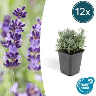 12 Stuks, Lavendel, Heerlijk Geurend Diep Paarse Bloemen, Lavandula  Hidcote  - ↕10-25cm - Ø9cm