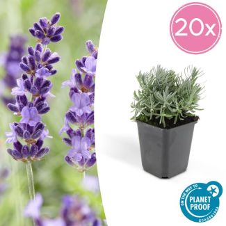 20 Stuks, Lavendel, Heerlijk Geurend Diep Paarse Bloemen, Lavandula  Hidcote  - ↕10-25cm - Ø9cm