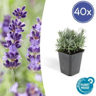40 Stuks, Lavendel, Heerlijk Geurend Diep Paarse Bloemen, Lavandula  Hidcote  - ↕10-25cm - Ø9cm