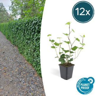 12 Stuks Klimop, Groene Klimplant, Haag, Groenblijvend, Hedera Hibernica - ↕10-25cm - Ø9cm