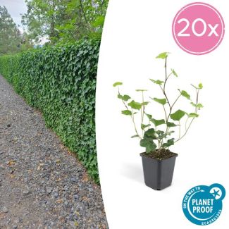 20 Stuks Klimop, Groene Klimplant, Haag, Groenblijvend, Hedera Hibernica - ↕10-25cm - Ø9cm