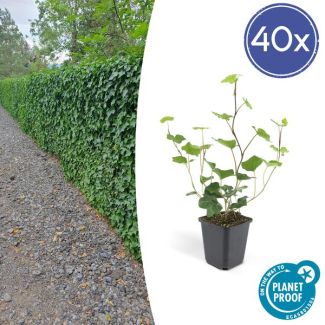 40 Stuks Klimop, Groene Klimplant, Haag, Groenblijvend, Hedera Hibernica - ↕10-25cm - Ø9cm