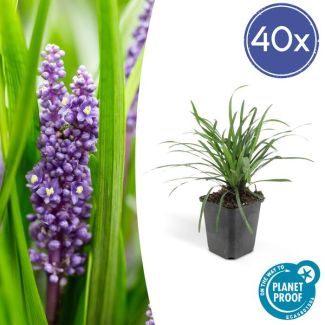 Leliegras (Liriope muscari 'Big Blue') x40, frisse bodembedekker