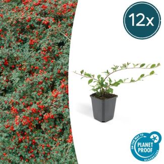 12 Stuks Dwergmispels, Veelzijdige Bodembedekker, Witte Bloemetjes, Rode Bessen in het Najaar, Cotoneaster dammeri - ↕10-25cm - Ø9cm