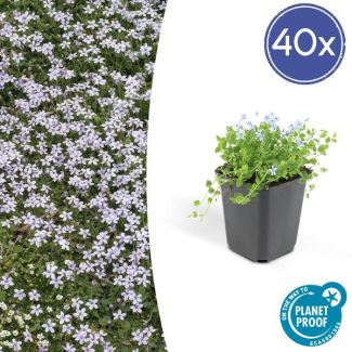 40 x Blue Star Creeper, Blauwe grondkruiper, Moeras isotoom (Isotoma fluviatilis), lage buitenplant