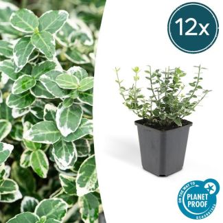 12 Stuks Kardinaalmuts, Groen met een Creme Rand, Euonymus  Emerald  n Gaity  - ↕10-25cm - Ø9cm