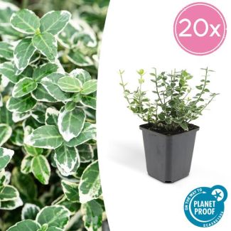 20 Stuks Kardinaalmuts, Groen Blad met een CremeKleurige rand, Euonymus  Emerald  n Gaity  - ↕10-25cm - Ø9cm