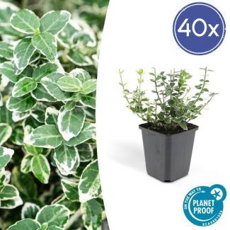 40 Stuks Kardinaalmuts, Groen Blad met een CremeKleurige rand, Euonymus  Emerald  n Gaity  - ↕10-25cm - Ø9cm