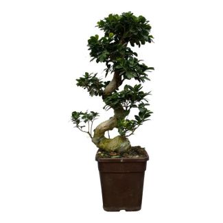Kamerplant Chinese banyan ca 80 cm hoog, Ø26cm