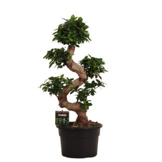 Kamerplant Chinese banyan 110 cm hoog, Ø26cm