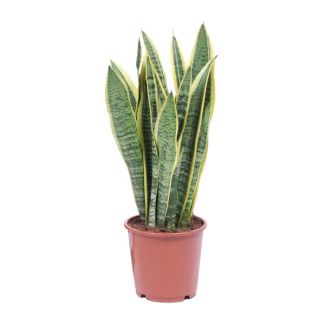 Vrouwentong, Goudrandplant, Zwaardvormig Donkergroen Blad met Gele Rand Sansevieria Laurentii - 40cm - ø14