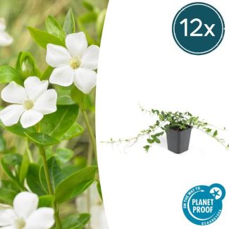 12 Stuks Maagdenpalm, Stervormige Witte Bloemen, Bodembedekker, Wintergroen, Vinca minor  Alba  - ↕10-25cm - Ø9cm - 12x