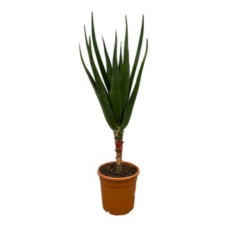 Vetplant voor binnen Aloë Barberae, 140 cm hoog, Ø30cm