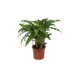 Pauwenplant Calathea Bluegrass voor in de woonkamer, ca. 40 cm hoog, Ø12cm