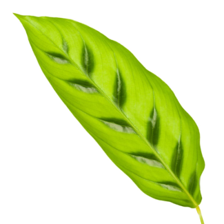 Lichtgroene kamerplant Calathea Leopardina, Ø12cm, 40 cm hoog