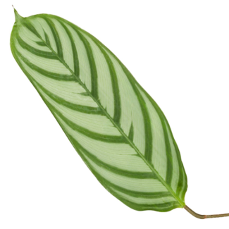 80 cm hoge Calathea Compactstar pauwenplant voor in uw woning, Ø19 cm