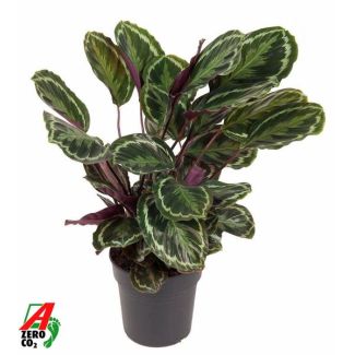 Opvallende kamerplant Calathea Medallion van ca. 80 cm, Ø19cm