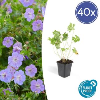 40 Stuks Ooievaarsbek, Lilakleurige Bloemen van mei tot ver in het najaar! Geranium Rozanne - ↕10-25cm - Ø9cm