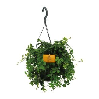 Parthenocissus Striatha: Verfrissende Groene Hangplant in Ø15cm Pot - Ideaal voor Iedere Ruimte