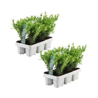 12x Ilex crenata  Jenny  - 12 x Ø7 cm - ↕15 cm - 6 pack