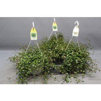 WOLKJE DER LIEFDE,  Kamerplanten, Tuinplanten, Groene planten,  Hangplanten, Bodembedekkers, klimplant,  Muehlenbeckia WOLKJE DER LIEFDE - Ø22cm - ↕35cm